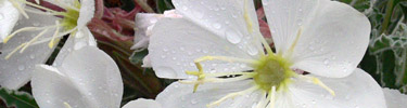 Evening Primrose